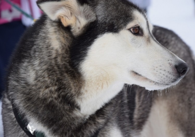 Aizraujošs brauciens autentiskās suņu kamanās ar Sibīrijas haskijiem